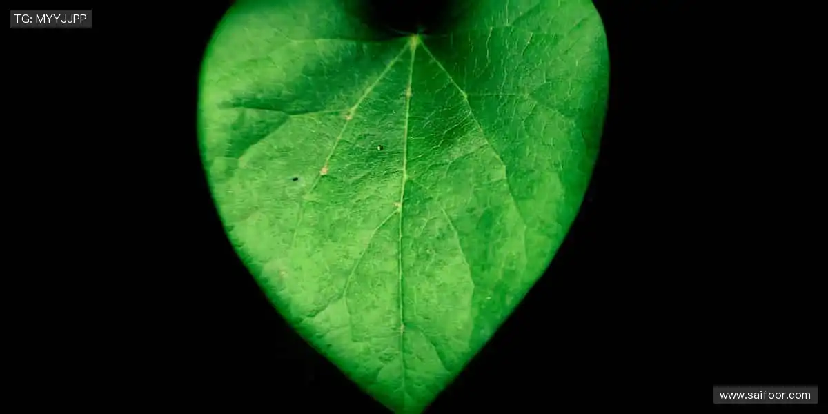 🎧戴上它,沉浸式感受赛场的每一次呼吸!